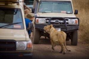 Safari adventure big cats